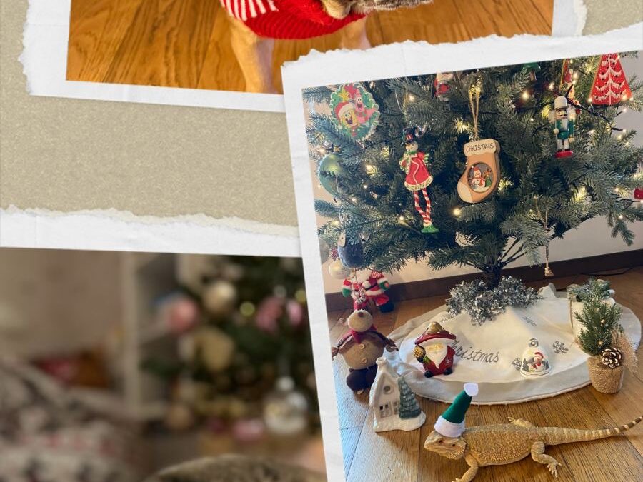 Мој љубимац у новогодишњој чаролији